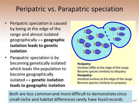 Peripatric Speciation