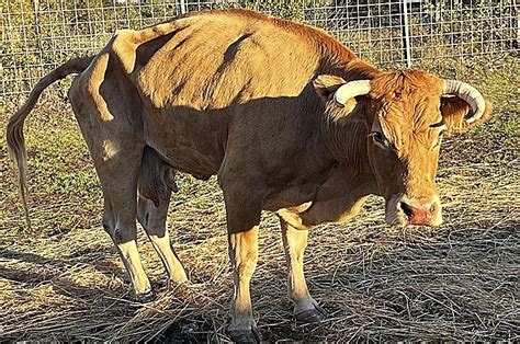 El Covid De Las Vacas Acaba Con Reses En Madrid Nos Han