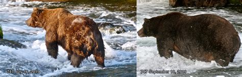 Ogni Autunno Il Katmai National Park Dellalaska Celebra I Suoi Orsi