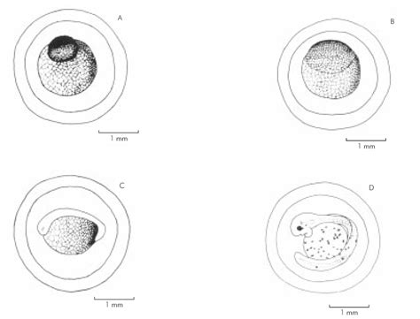 Stages of embryonic development: A) recently spawned; B) 4 hours; C ... 