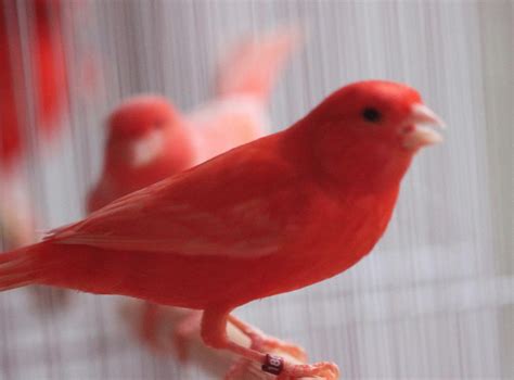 Single Male Red Factor (proven singer) Canary – Fly Babies Aviary