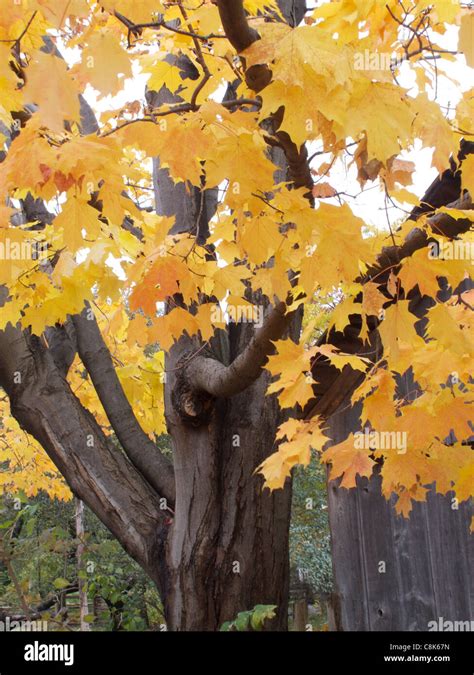 Autumn Colors of Trees Stock Photo - Alamy