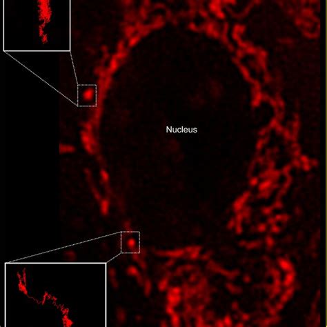 Mitochondria Trajectories Right Fluorescence Microscopy Image Of A