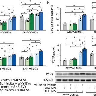 Interaction Of Mir P Inhibitor And Evs On Vsmc Proliferation The