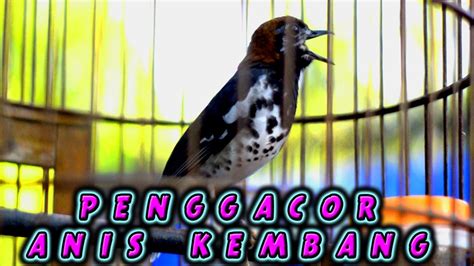 Masteran Suara Burung Anis Kembang Gacor Ngeplong Untuk Pancingan Anis