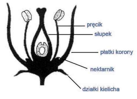 Na Schemacie Przedstawiono Budow Kwiatu Ro Liny Okrytonasiennej