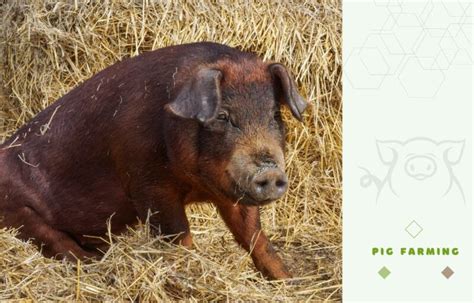 Duroc Pig Farming Guide: Raising this Valuable Meat-Improving Breed ...