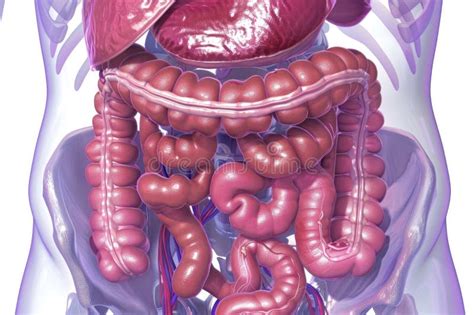 Detailed Illustration Of Human Digestive System Anatomy And Its