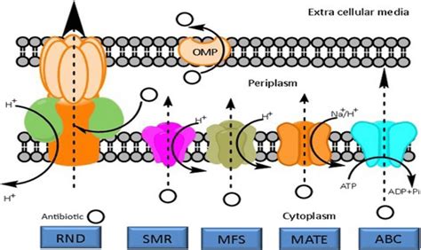 Schematic Representation Of The Main Families Of Bacterial Efflux