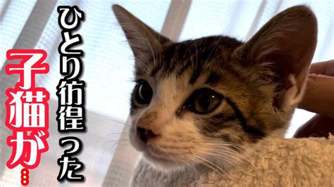 炎天下の中ひとり彷徨った子猫が保護され数日経つとこうなります。 動物（犬・猫 他色々）【まとめ動画】