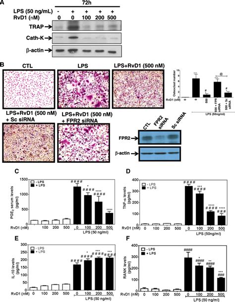 RvD1 Inhibits Osteoclast Activation And Recruitment As Well As