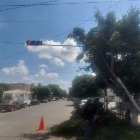 Guasave Infraestructura verde en riesgo piden parar tala de árboles