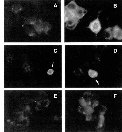 Figure From The Hepatitis B Virus X Protein Up Regulates Tumor