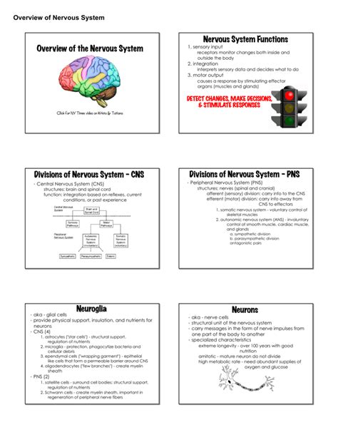 Overview of the Nervous System Nervous System Functions