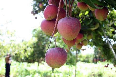 Mangoes Farming In Kenya Earn Sh Per Season Updated