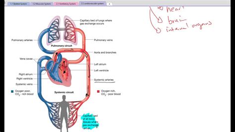 Systemic Circulation