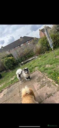 Blue Merle Chow Chow For Stud In Coalville Pets4homes