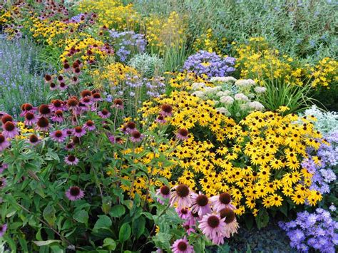 Native Plant Landscaping, Northeast: Perennials for Sun