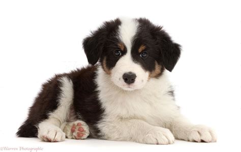 Tricolor Border Collie