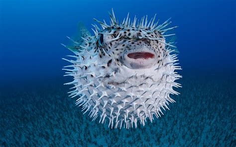 FOOD SAFETY: Puffer fish poisoning