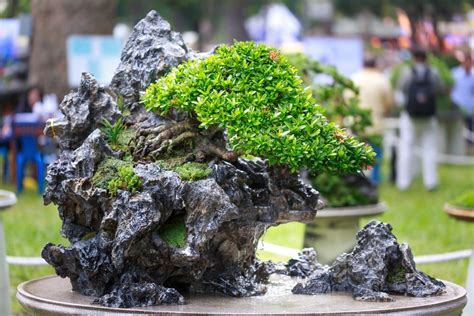 Best Rock Bonsai Trees of the decade Check it out now | leafyzen