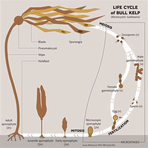 Life Cycle Of Bull Kelp GRID Arendal