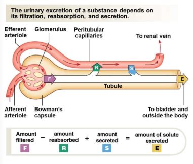 Glomerular Filtration Flashcards Quizlet