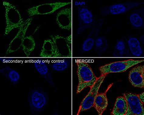 GRP78 BIP Recombinant Mouse Monoclonal Antibody C9 9 R HA601076