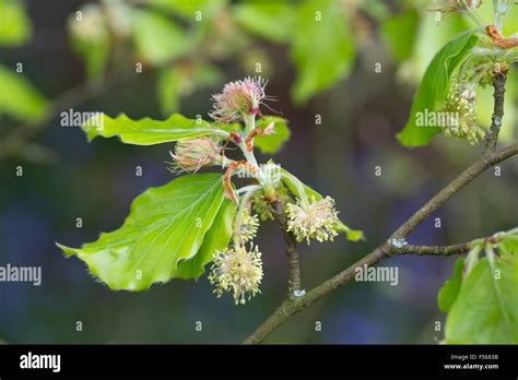 Beech Tree Flowers; Fagus sylvatica Cornwall; UK Stock Photo - Alamy