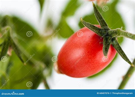 Tomates Rojos Que Maduran En El Arbusto Foto De Archivo Imagen De