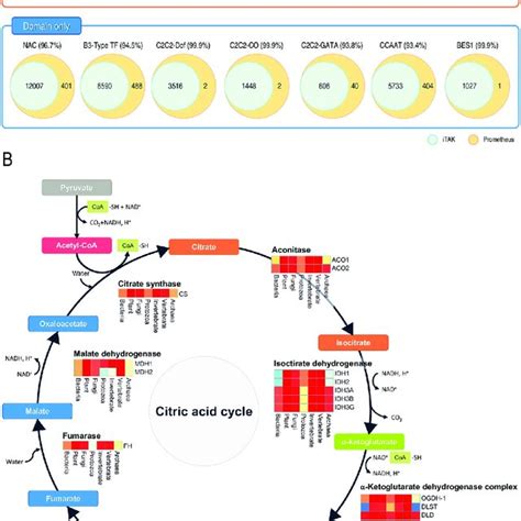 Identification Of Tfs And Genes In The Tca Using Gene Search A