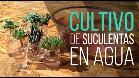 Suculentas Acu Ticas El Arte De Cultivar Sin Tierra