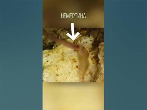 Так красиво ещё никого не тошнило. Немертины - YouTube