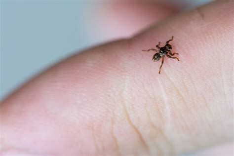 Latające Kleszcze Czyli Strzyżak Jeleni — Czy Są Groźne Dla Zwierząt I