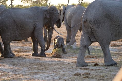 Elephant Herd Africa - Free photo on Pixabay - Pixabay