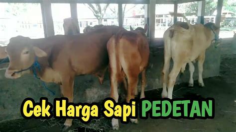 CEK HARGA SAPI PEDETAN DI PASAR HEWAN PURWAKARTA MENJELANG PUASA YouTube