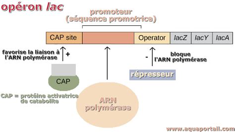 Séquences promotrices définition et explications