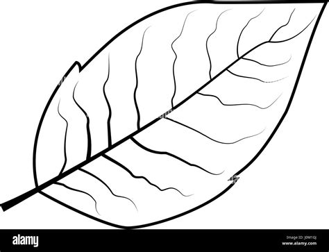 Feuille De Tabac Vector Illustration Image Vectorielle Stock Alamy