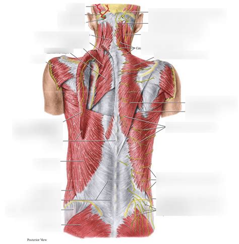 Superficial Back Muscles Diagram Quizlet