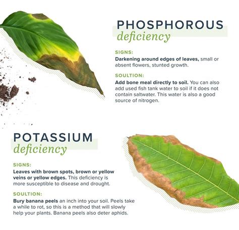 Potassium Deficiency In Plants