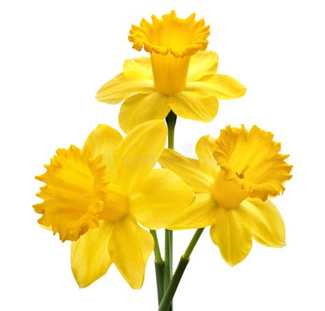 Daffodil Flower Stock Image Image Of Object Nature 38767479