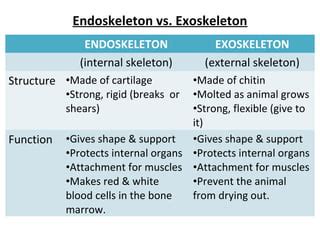 Special features for flight,3 mammal reprod groups & endoskeleton vs ...