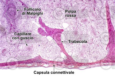 Uomo Milza Sezione Trasversale X Uomo Mammiferi Apparato