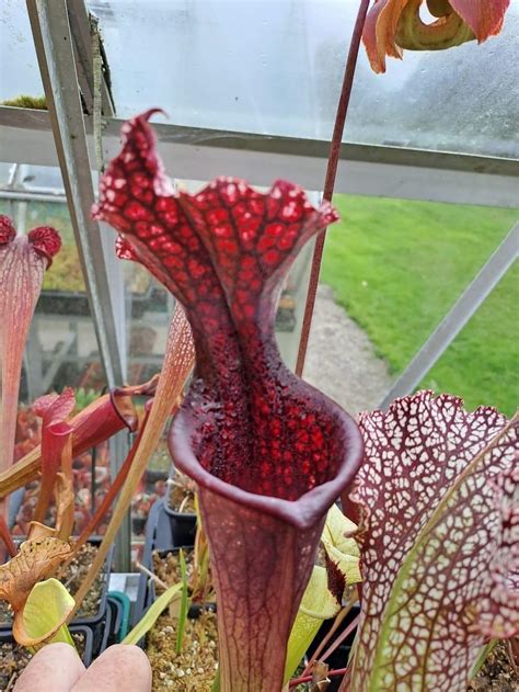 Sarracenia Moorei SXM03 Gavin X Premysl Okta X Adrian Slack Cl10