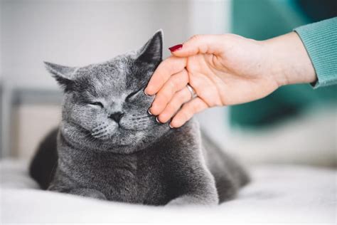 Come Capire Se Il Tuo Gatto Sta Male Zampol La Protezione E