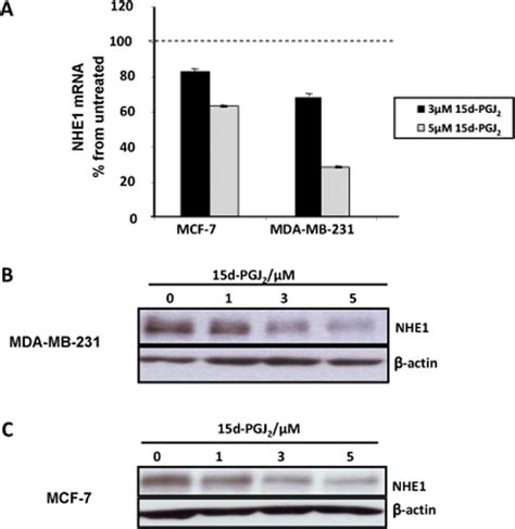 Activation Of Ppar Induces Nhe Gene Repression A Mcf And