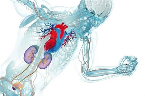 Formas De Acelerar El Metabolismo Mundo Entrenamiento