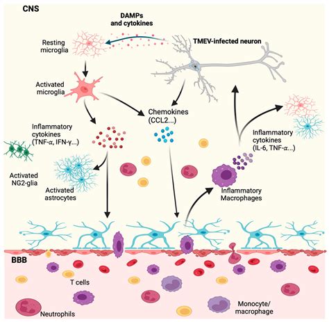 Viruses Free Full Text The Contribution Of Microglia And Brain