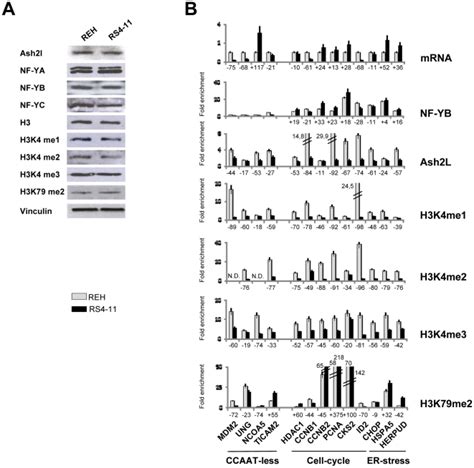 A. Western blot analysis of the levels of the indicated proteins ... 