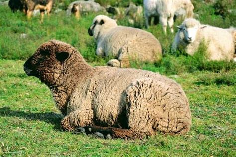 Sheep Lying Down A Lot Cause For Worry